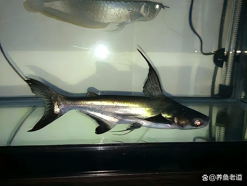 龍魚和虎頭鯊能混養嗎圖片大全