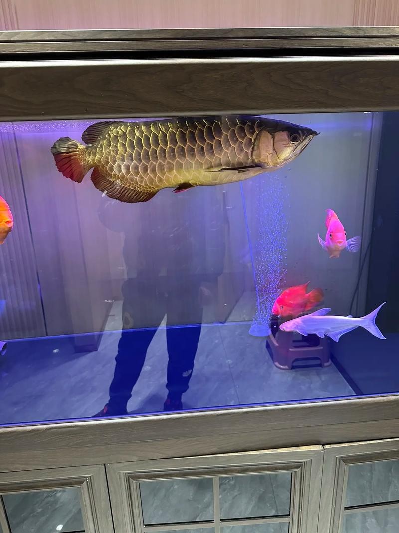 龍魚和虎頭鯊能混養嗎圖片大全