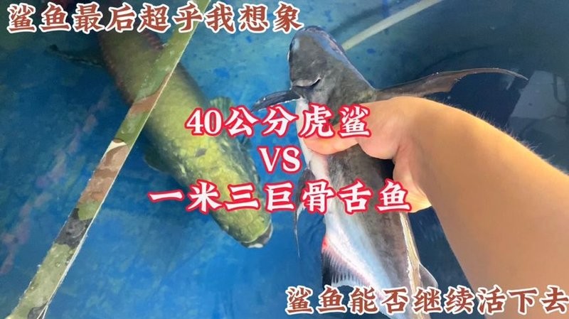 龍魚和虎頭鯊能混養嗎圖片大全