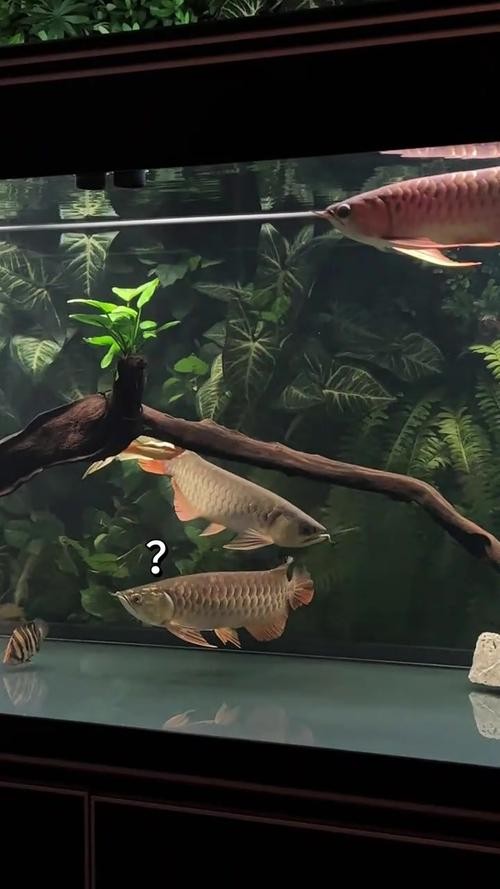 龍魚和虎頭鯊能混養嗎圖片大全