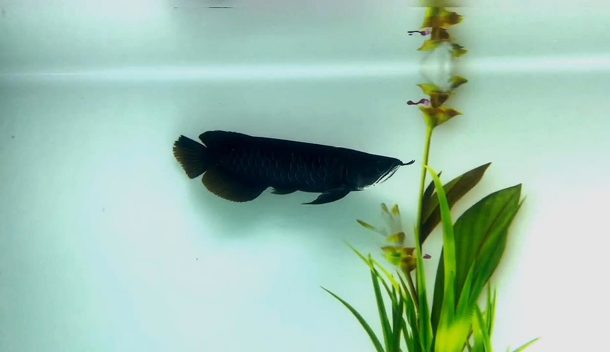 龍魚黑色排名：龍魚黑色品種排名信息查詢龍魚黑色排名信息 龍魚黑色排名：龍魚黑色品種排名信息查詢龍魚黑色排名信息 龍魚百科 第3張