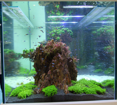 洛陽市洛龍區裕海水族館（洛陽市洛龍區裕海水族館電話） 洛陽市洛龍區裕海水族館（洛陽市洛龍區裕海水族館電話） 全國水族館企業名錄