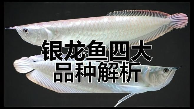 銀龍魚成魚