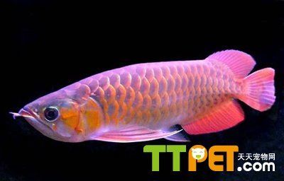 紅龍魚背部怎么發(fā)黑怎么回事（紅龍魚背部發(fā)黑是怎么回事）