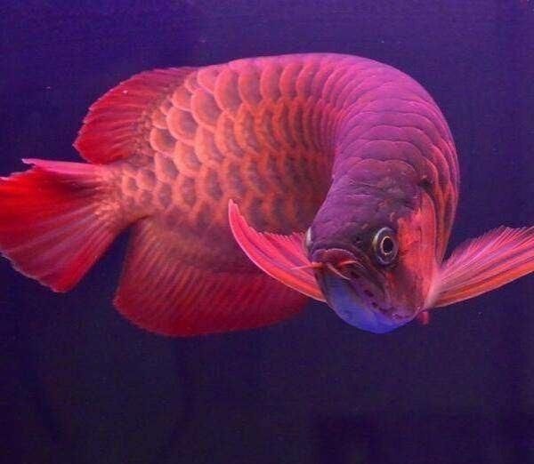 紅龍魚嘴巴下顎紅了：紅龍魚嘴巴下顎紅了可能是疾病、飼養(yǎng)不當(dāng)或品種特性