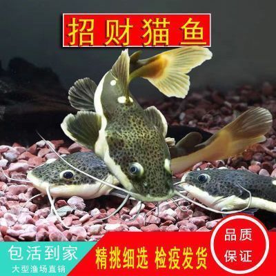 金龍魚 眼睛：金龍魚的眼睛下垂的自然療法