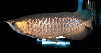 龍魚怎么產卵：關于龍魚的繁殖，你了解多少