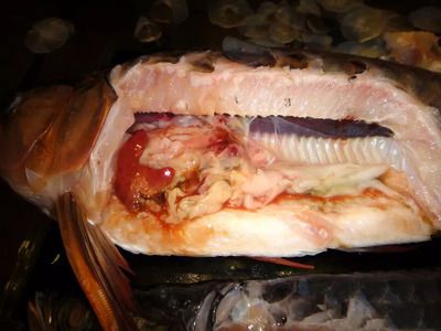 龍魚背鰭發綠怎么回事【龍魚背鰭發綠怎么回事龍魚背鰭發綠可能是由于自然色素沉積導致的】