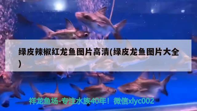 五星水族魚缸售后保定店（五星水族客服電話）