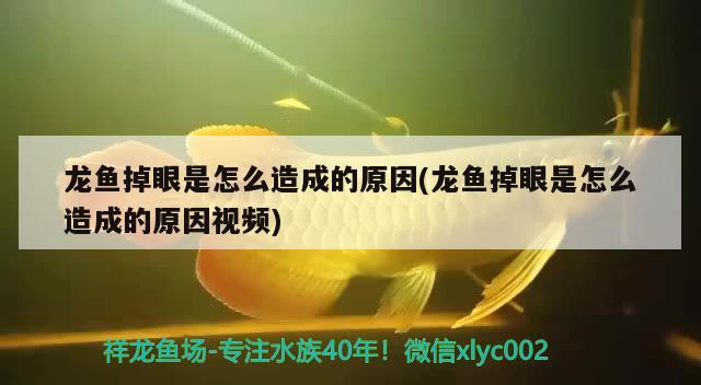 鞍山市遼南批發(fā)市場金龍魚缸經(jīng)銷店