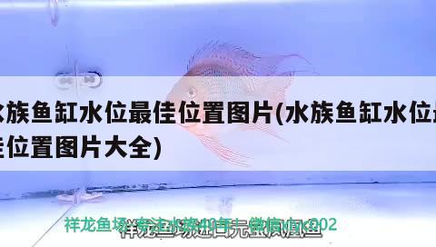 鞍山市遼南批發(fā)市場金龍魚缸經(jīng)銷店