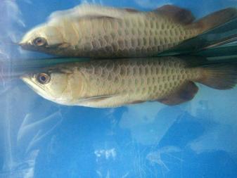 雙灤區(qū)綠緣鮮花店（雙灤區(qū)綠緣鮮花店電話）