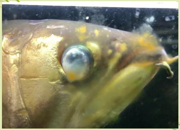 龍魚蒙眼的原因和治療方法圖片視頻