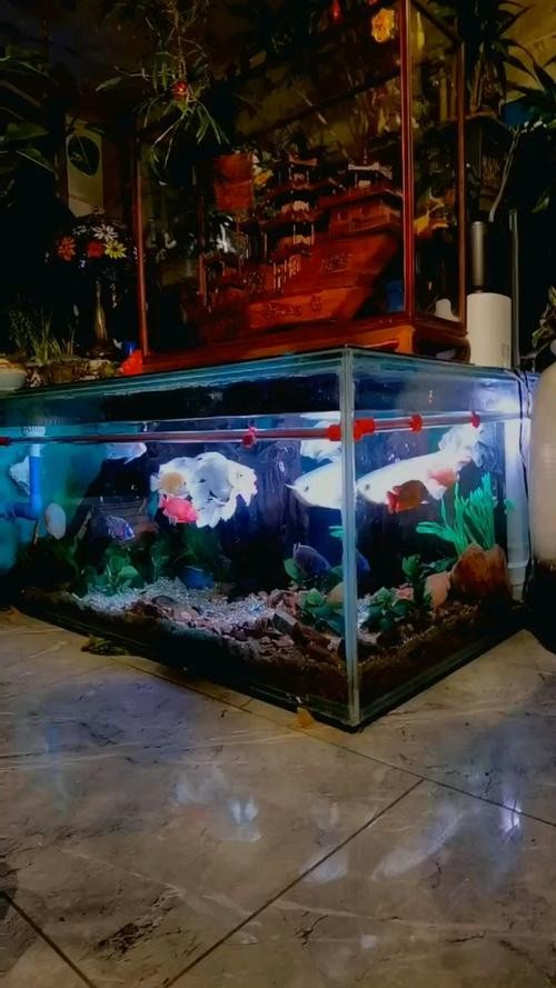 銀龍魚(yú)能和紅龍魚(yú)混養(yǎng)嗎圖片欣賞