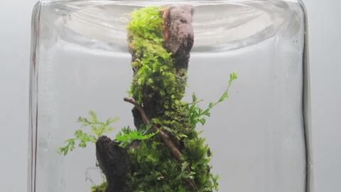 龍魚缸里長青苔的影響（青苔在魚缸中生長可能表明水質(zhì)良好，可能影響觀賞效果）