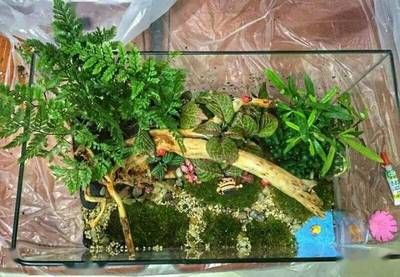龍魚缸里長青苔的影響（青苔在魚缸中生長可能表明水質(zhì)良好，可能影響觀賞效果）
