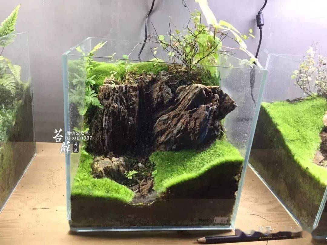 龍魚缸里長青苔的影響（青苔在魚缸中生長可能表明水質(zhì)良好，可能影響觀賞效果）