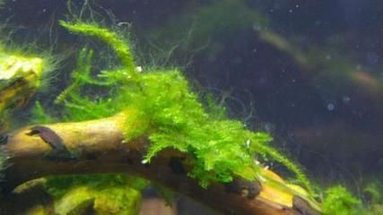 龍魚缸里長青苔的影響（青苔在魚缸中生長可能表明水質(zhì)良好，可能影響觀賞效果）