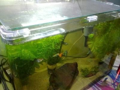 龍魚缸里長青苔的影響（青苔在魚缸中生長可能表明水質(zhì)良好，可能影響觀賞效果）