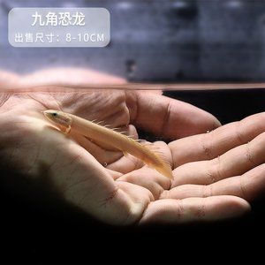 龍魚由10 Cm到20 C M要多久（幼年龍魚一個月可以增長1-2厘米，一年可增長15-20厘米）