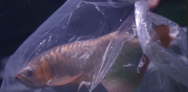 龍魚整容師：關于龍魚整容師的一些詳細信息