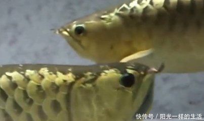 金龍魚怎么樣繁殖后代的（金龍魚繁殖后代的具體步驟）