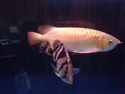 金龍魚怎么樣繁殖后代的（金龍魚繁殖后代的具體步驟）