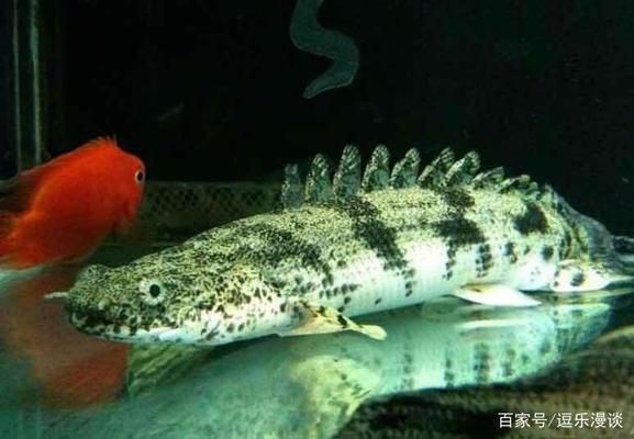恐龍魚能長多長的魚鰭:恐龍魚魚鰭的長度之謎 龍魚百科 第5張 恐龍魚能長多長的魚鰭:恐龍魚魚鰭的長度之謎 恐龍魚能長多長的魚鰭:恐龍魚魚鰭的長度之謎 龍魚百科 第5張