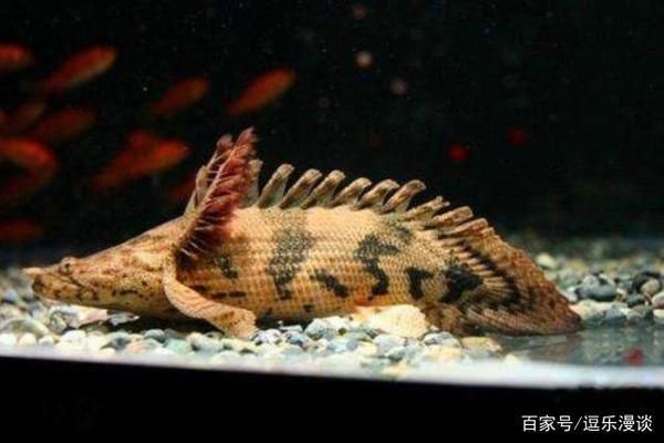 恐龍魚能長多長的魚鰭:恐龍魚魚鰭的長度之謎 龍魚百科 第1張 恐龍魚能長多長的魚鰭:恐龍魚魚鰭的長度之謎 恐龍魚能長多長的魚鰭:恐龍魚魚鰭的長度之謎 龍魚百科 第1張