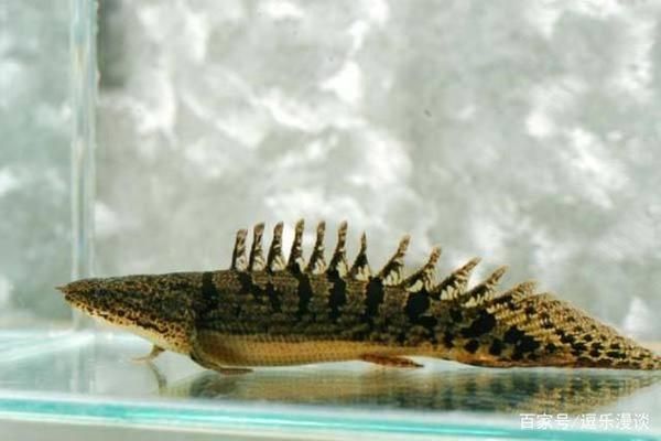 恐龍魚能長多長的魚鰭:恐龍魚魚鰭的長度之謎 龍魚百科 第3張 恐龍魚能長多長的魚鰭:恐龍魚魚鰭的長度之謎 恐龍魚能長多長的魚鰭:恐龍魚魚鰭的長度之謎 龍魚百科 第3張