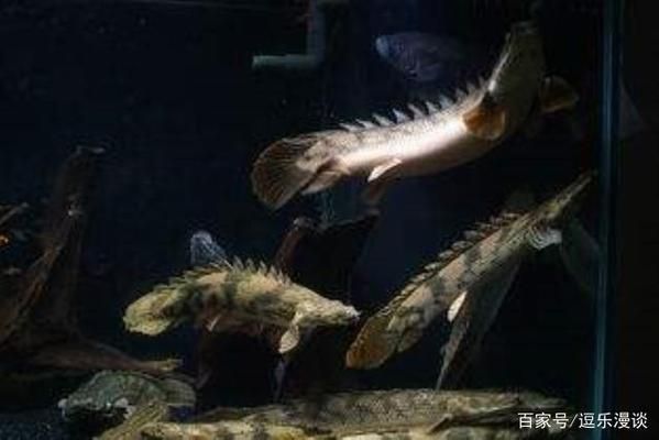 恐龍魚能長多長的魚鰭:恐龍魚魚鰭的長度之謎 龍魚百科 第2張 恐龍魚能長多長的魚鰭:恐龍魚魚鰭的長度之謎 恐龍魚能長多長的魚鰭:恐龍魚魚鰭的長度之謎 龍魚百科 第2張