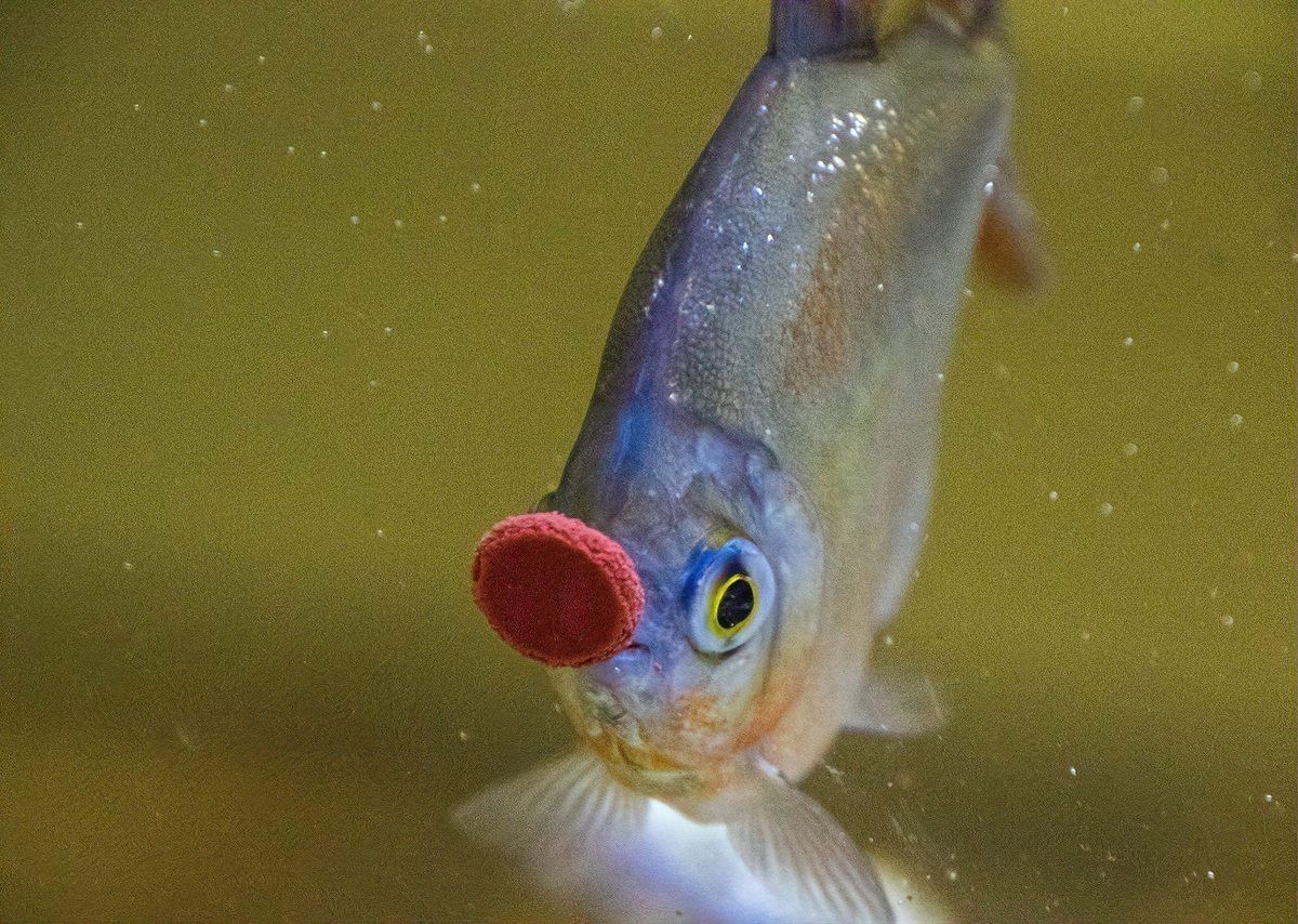 小火龍魚的卵