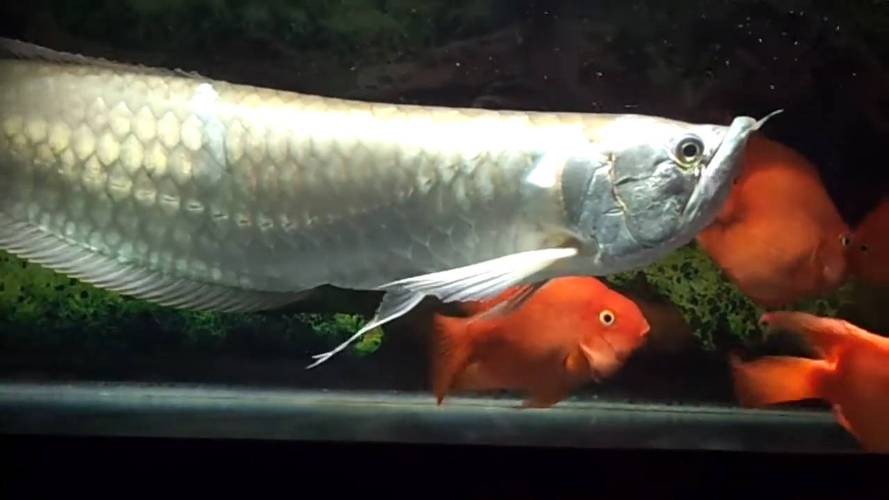 銀龍魚能和招財混養嗎圖片欣賞