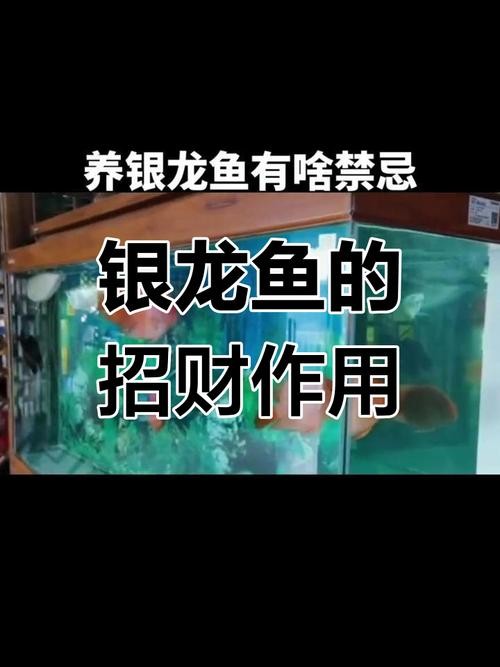 銀龍魚能和招財混養嗎圖片欣賞