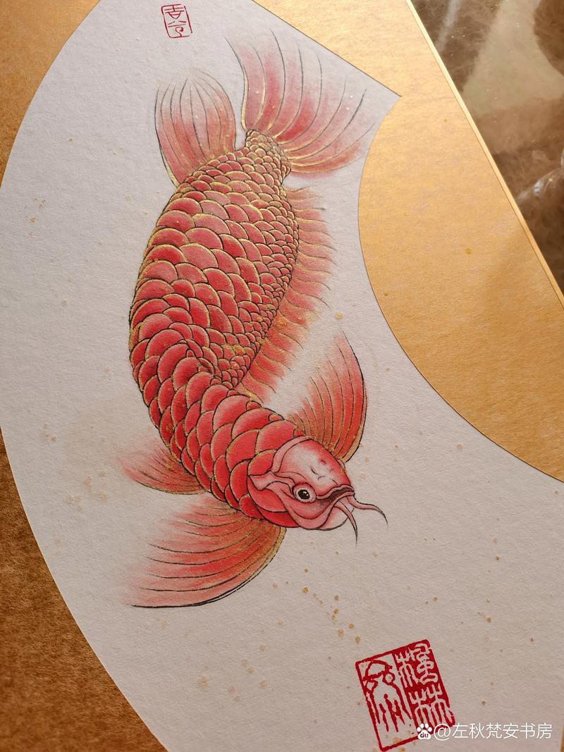 紅龍魚圖片高清大圖可愛頭像女