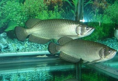 龍魚有哪些線孔：關(guān)于龍魚身上的線孔的介紹