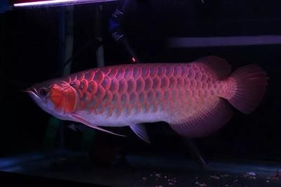 龍魚有哪些線孔：關(guān)于龍魚身上的線孔的介紹