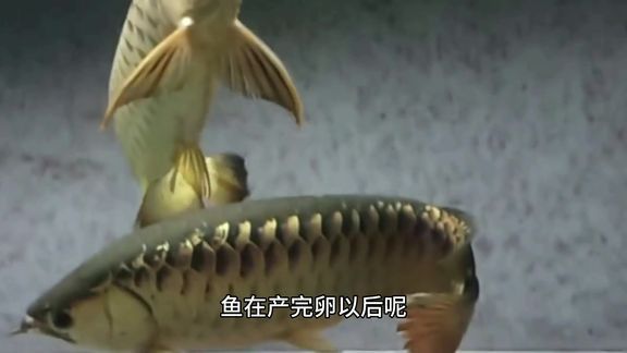 金龍魚講解員的說辭（金龍魚講解員的說辭示例）
