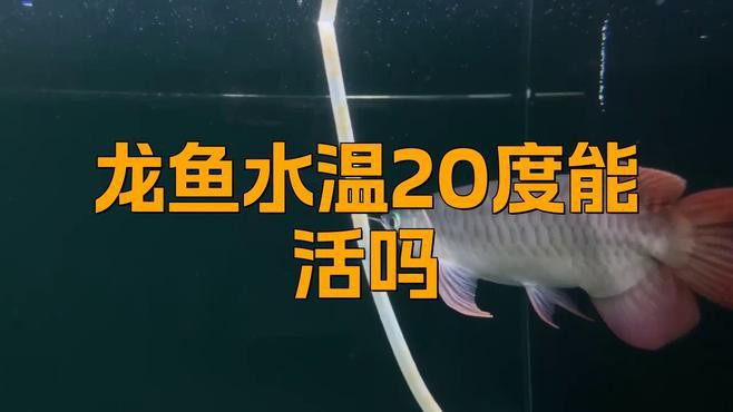 招財龍魚的最佳飼養溫度是多少