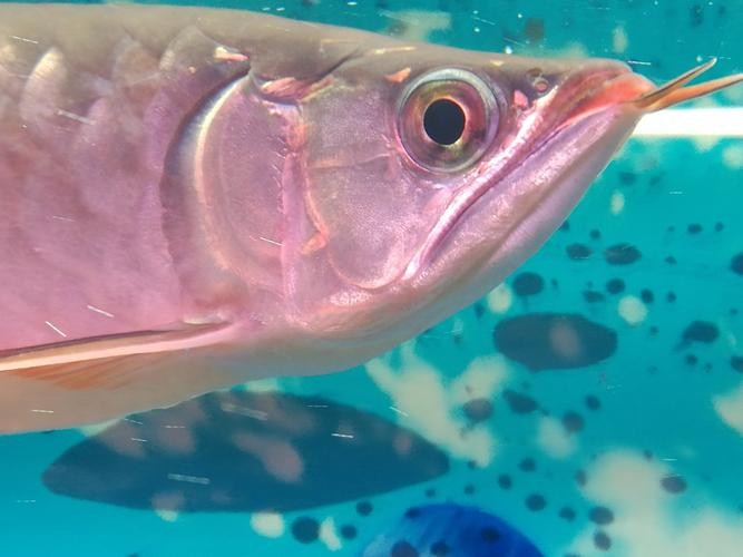 龍魚上色技巧圖解