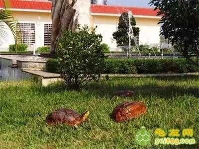 金龍魚跟什么龜混養(yǎng)