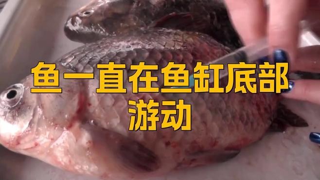 龍魚老是喜歡在缸底游怎么回事