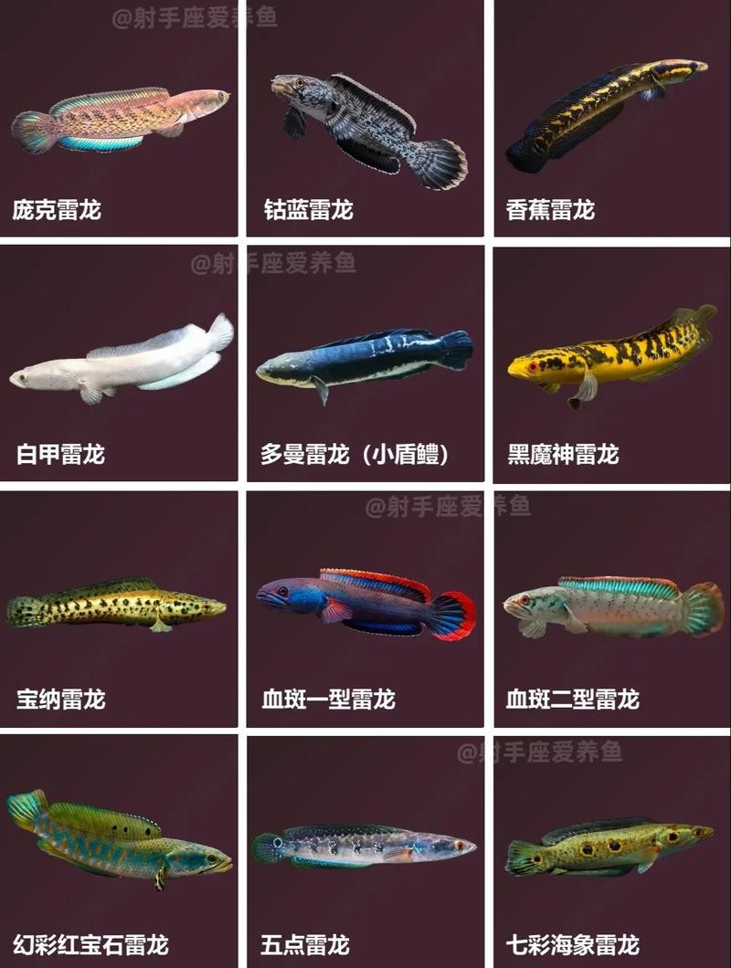 雷龍魚有哪些常見品種圖片