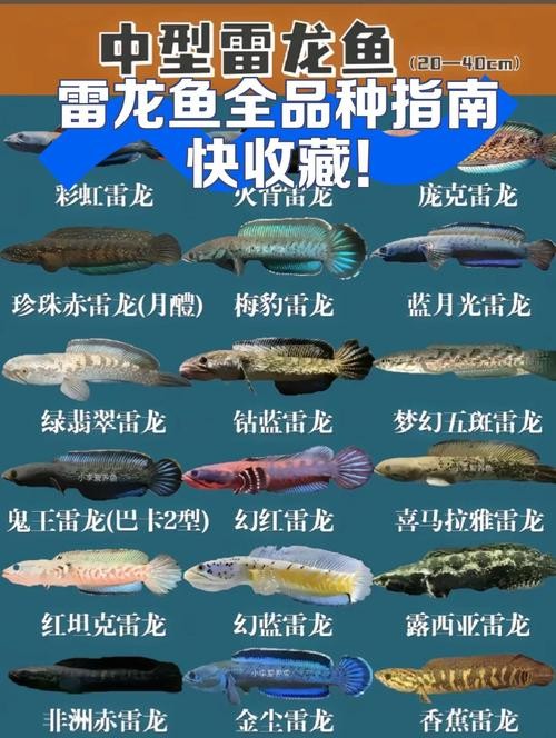 雷龍魚有哪些常見品種圖片