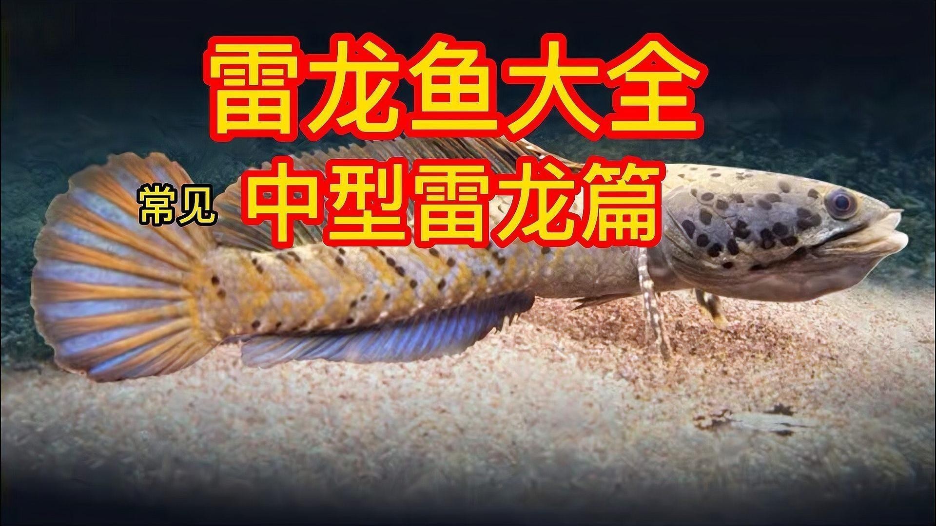雷龍魚有哪些常見品種圖片