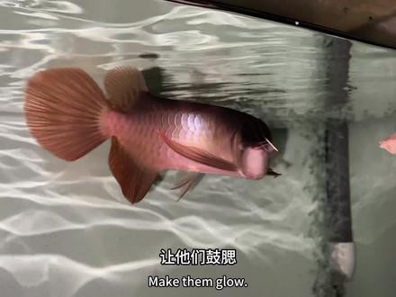 養龍魚教學視頻完整版