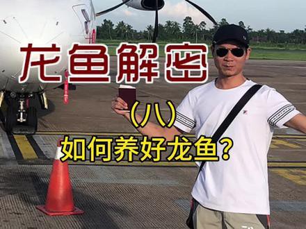 養龍魚教學視頻完整版