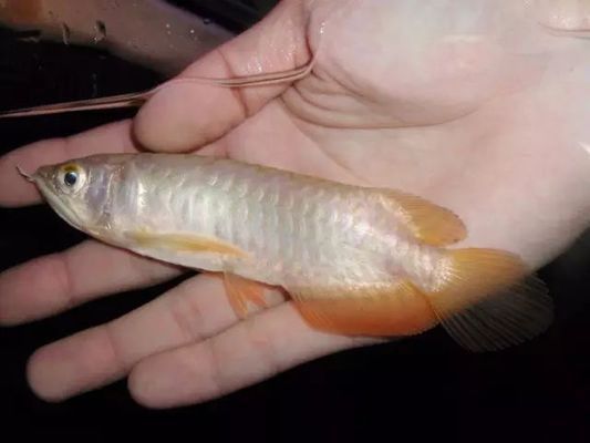 龍魚在角落里不動是什么原因造成的：如何判斷龍魚是否受驚,龍魚常見疾病的預防方法