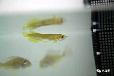 龍魚從哪里孵化：關于龍魚孵化地點的一些詳細信息