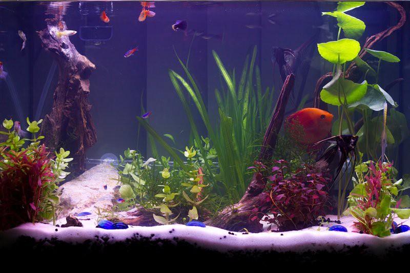 曼龍魚吃面包嗎
